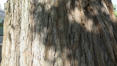 Sequoia sempervirens