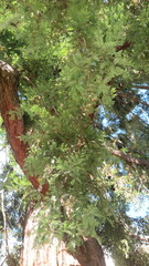 Sequoia sempervirens