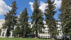 Sequoia sempervirens