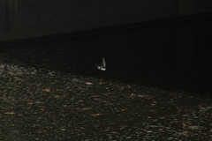 Tachycineta albilinea