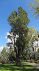 Calocedrus decurrens