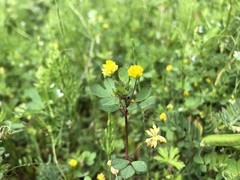 Trifolium dubium