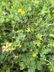 Trifolium dubium