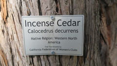 Calocedrus decurrens