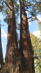 Calocedrus decurrens