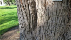 Calocedrus decurrens