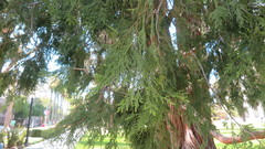 Calocedrus decurrens