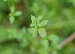 Asperula euryphylla