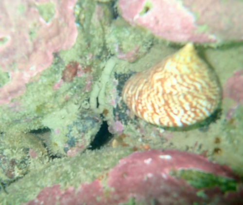 Calliostoma tigris, 2026-04-27