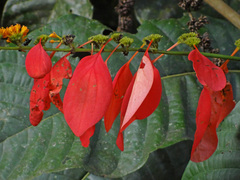 Warszewiczia coccinea