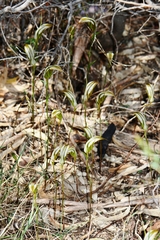 Pterostylis ampliata
