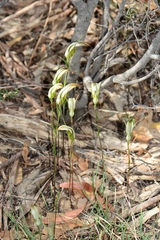 Pterostylis ampliata