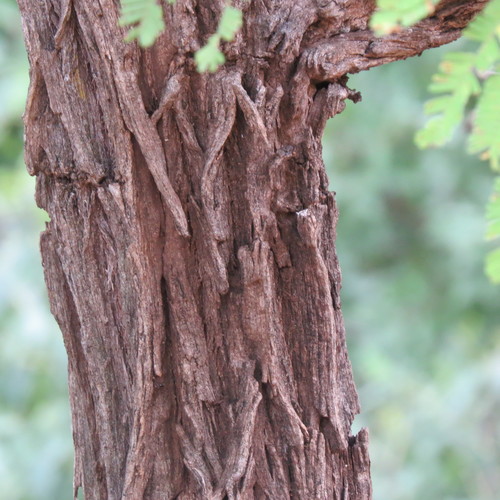 Dichrostachys cinerea subsp. nyassana image