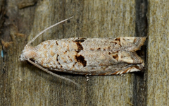 Epiblema grossbecki