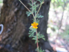 Tagetes subulata