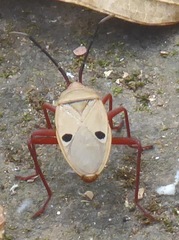 Probergrothius nigricornis