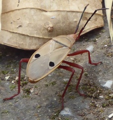 Probergrothius nigricornis