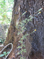 Tagetes subulata