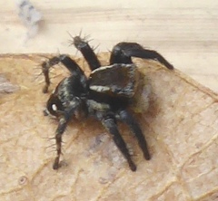 Stenaelurillus abramovi
