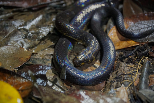 Blackwater Mud Snake