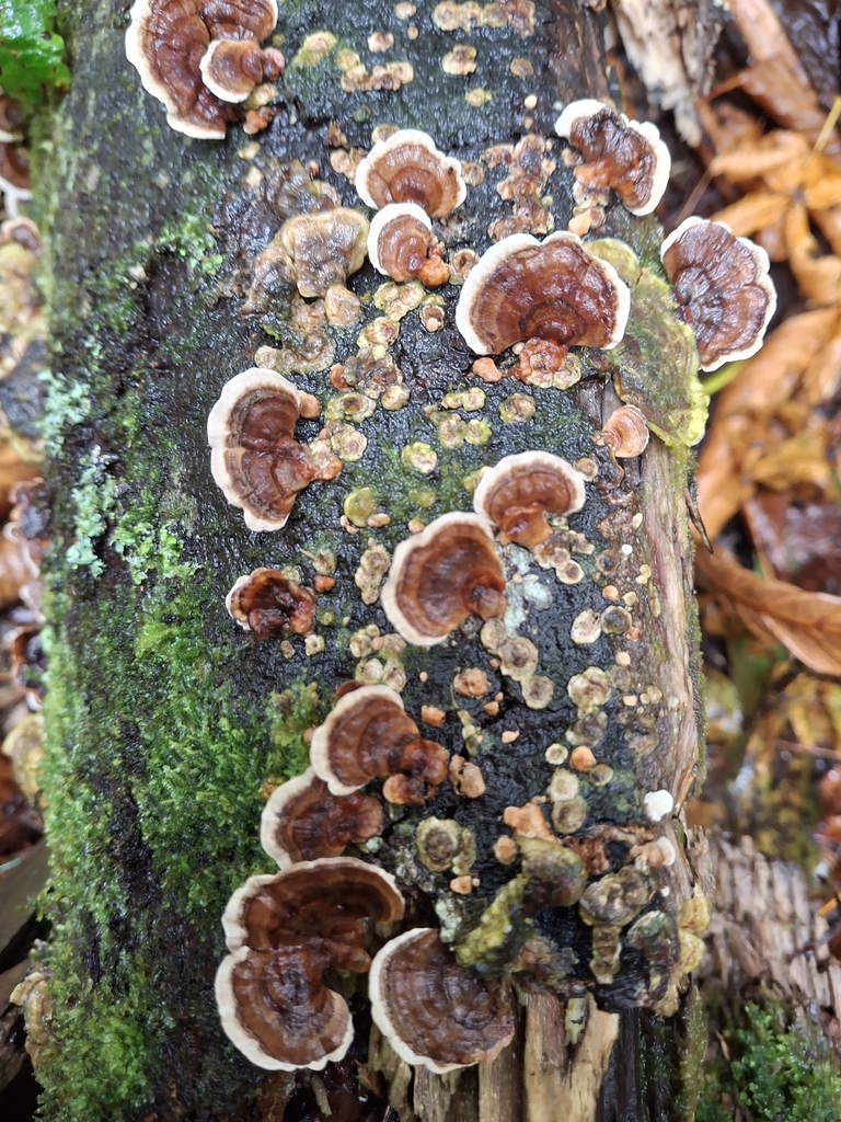 Trametes versicolor · April 2026 · photo: © stinkbarr (iNaturalist, cc-by)