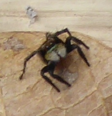 Stenaelurillus abramovi