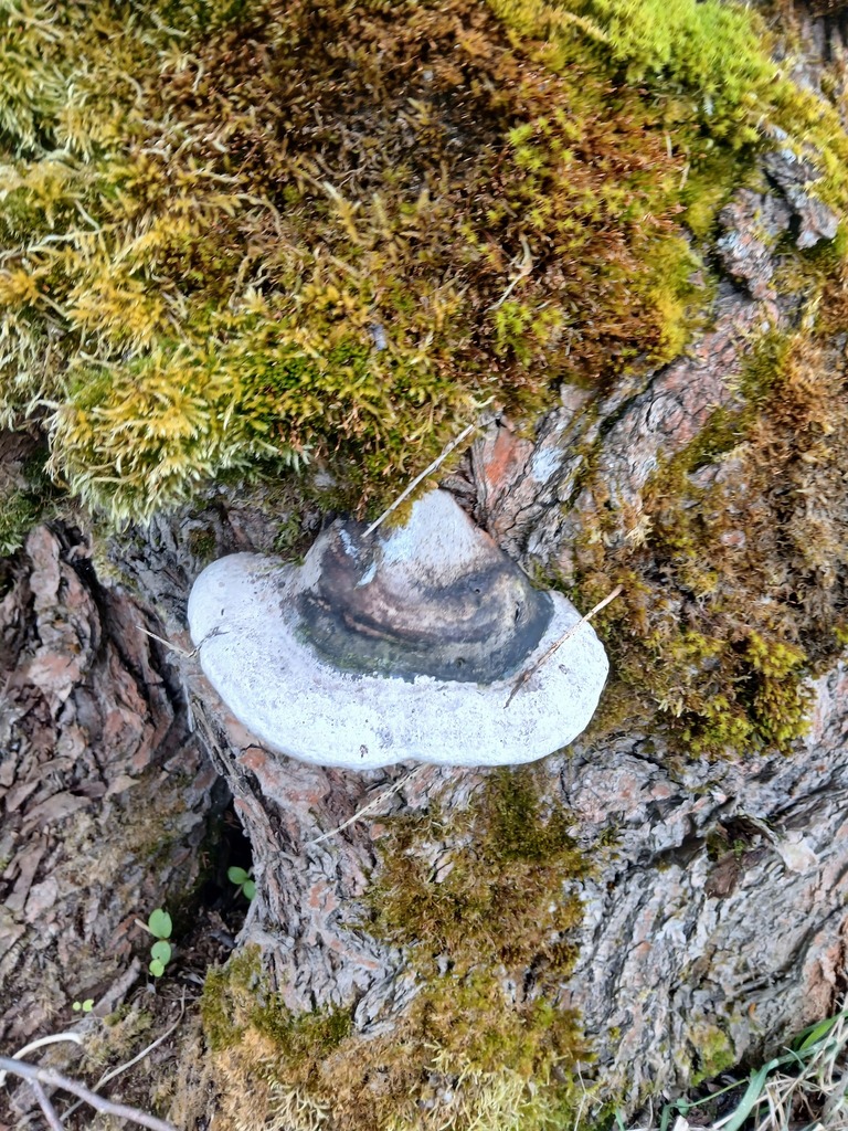 Phellinus igniarius · April 2026 · photo: © vasyliuk1 (iNaturalist, cc-by)