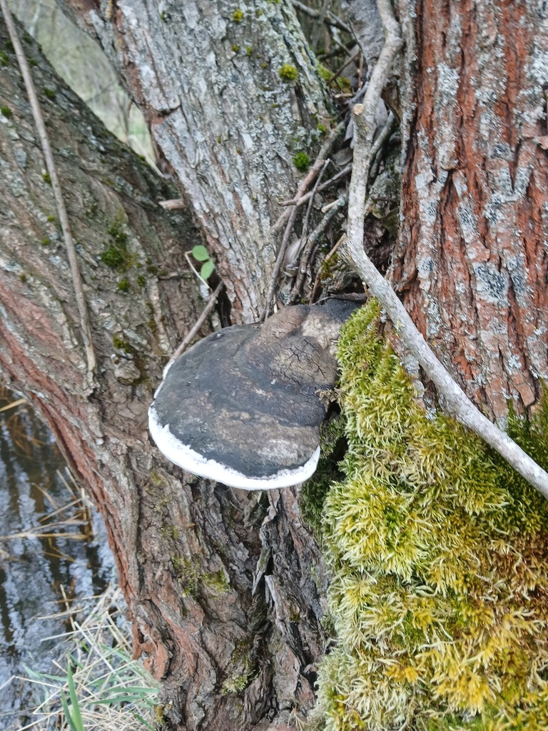 Phellinus igniarius · April 2026 · photo: © vasyliuk1 (iNaturalist, cc-by)