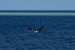 Onychoprion fuscatus