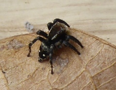 Stenaelurillus abramovi