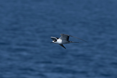 Onychoprion fuscatus