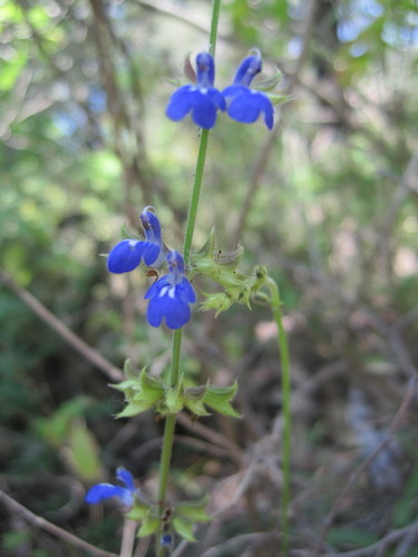 Salvia firma · iNaturalist NZ