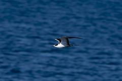 Onychoprion fuscatus