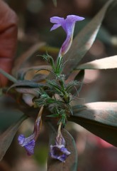 Strobilanthes integrifolius