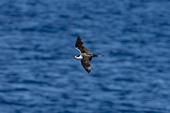 Onychoprion fuscatus