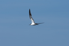 Onychoprion fuscatus