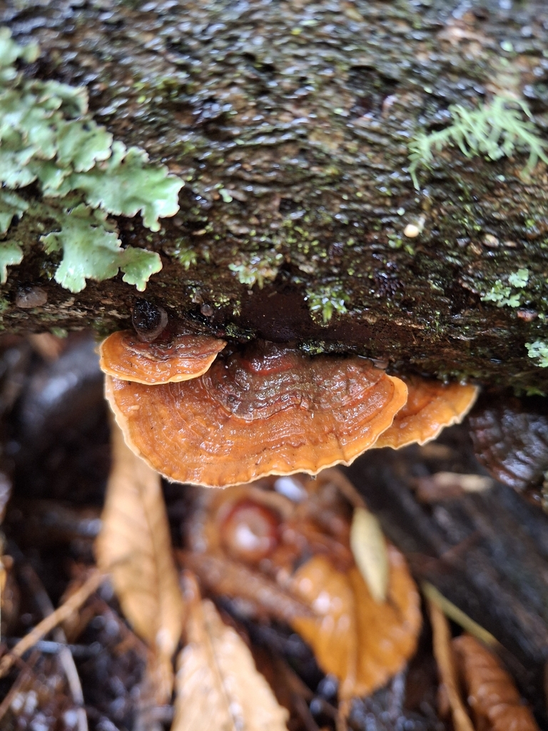 Stereum ostrea · April 2026 · photo: © stinkbarr (iNaturalist, cc-by)
