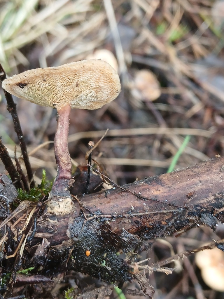 Lentinus brumalis · April 2026 · photo: © vasyliuk1 (iNaturalist, cc-by)