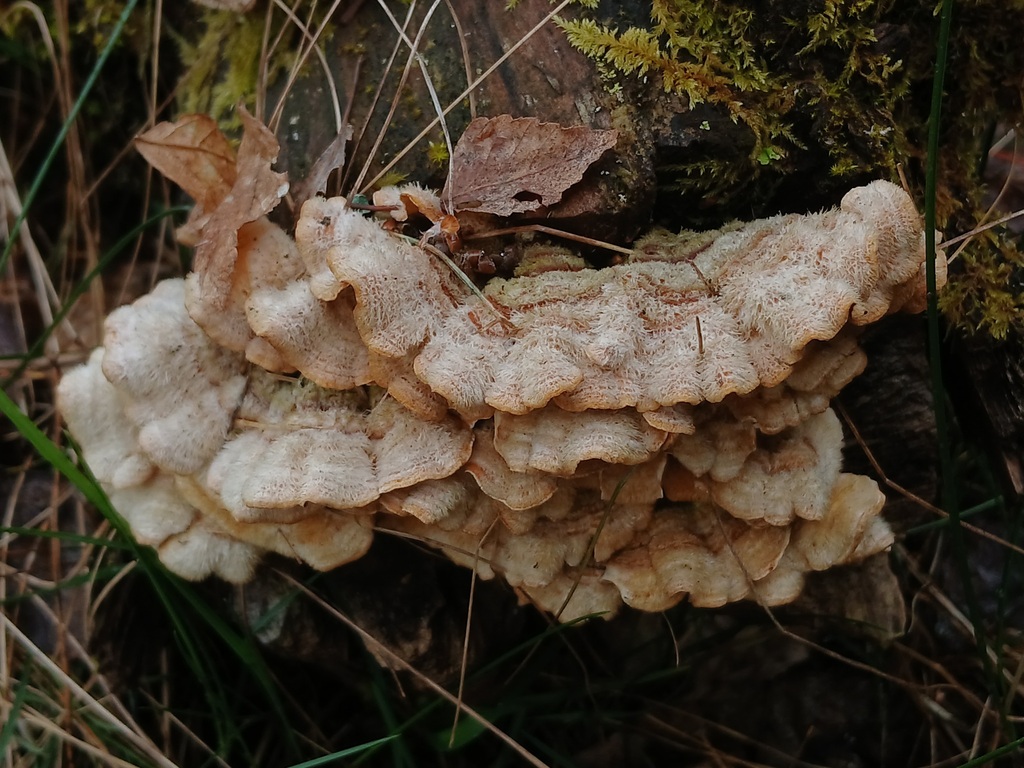 Stereum hirsutum · April 2026 · photo: © vasyliuk1 (iNaturalist, cc-by)