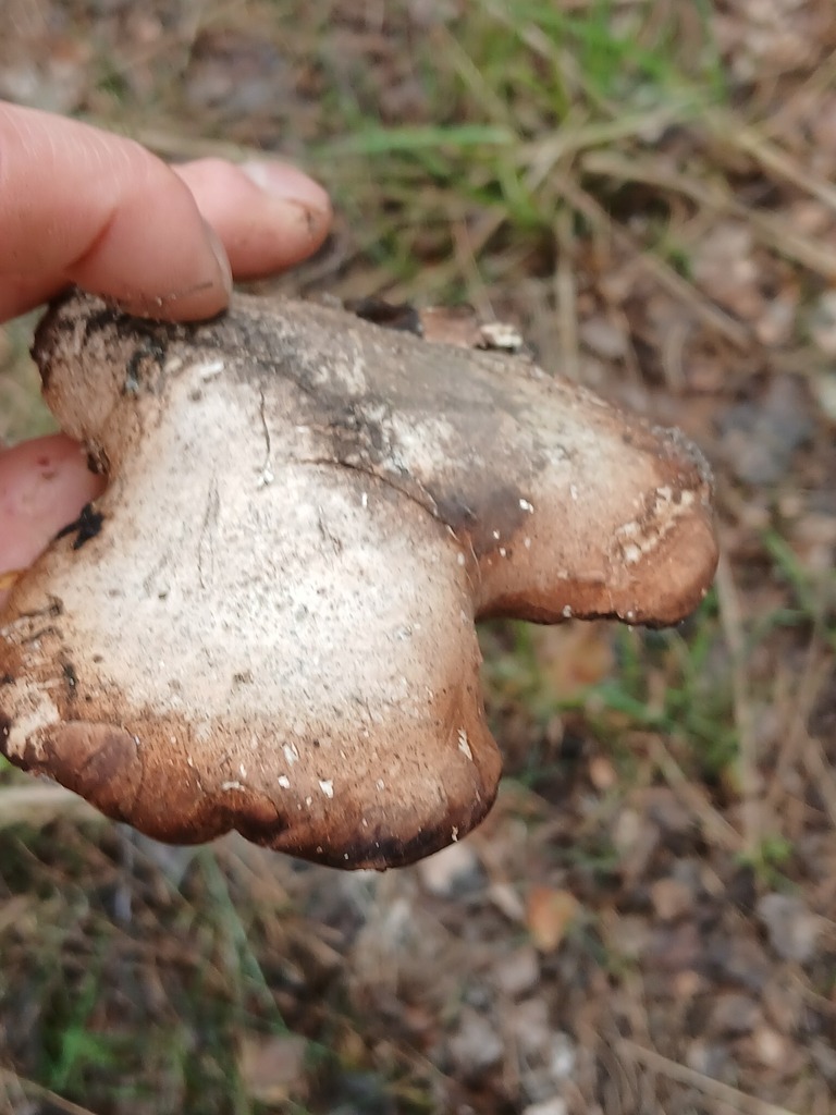 Fomitopsis betulina · April 2026 · photo: © vasyliuk1 (iNaturalist, cc-by)