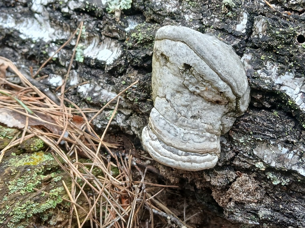 Fomes fomentarius · April 2026 · photo: © vasyliuk1 (iNaturalist, cc-by)