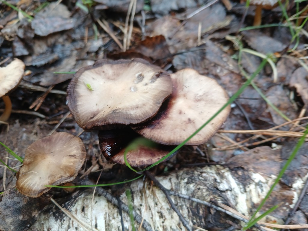 Psathyrella spadiceogrisea