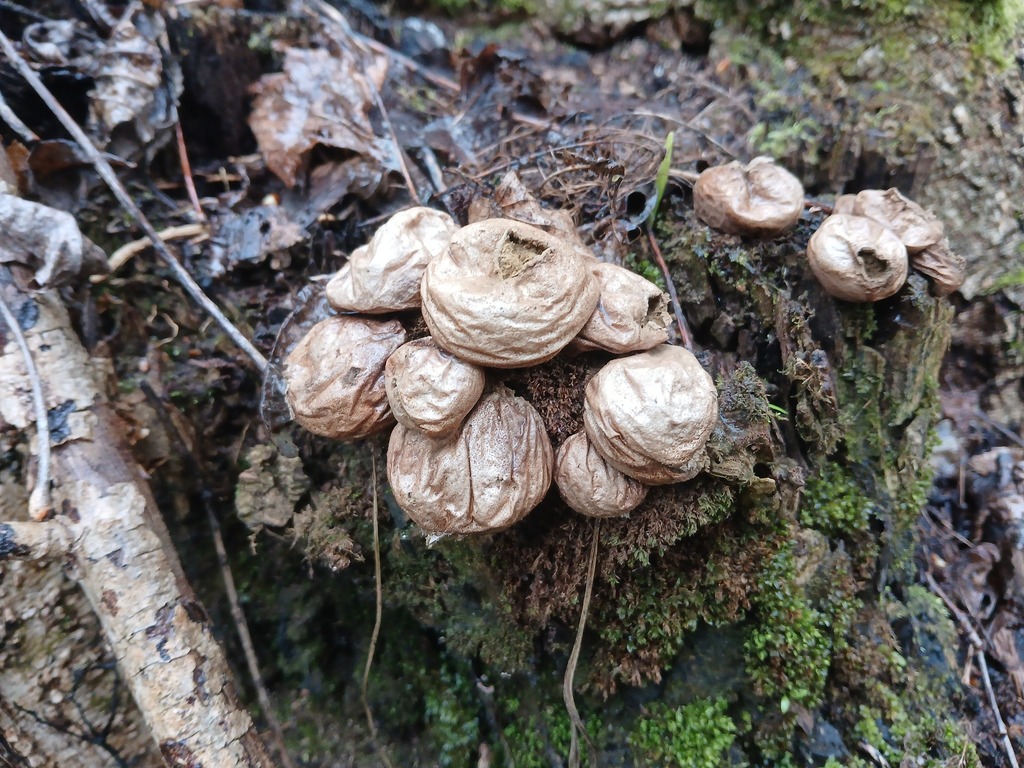 Apioperdon pyriforme · April 2026 · photo: © vasyliuk1 (iNaturalist, cc-by)