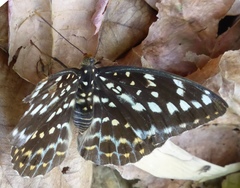 Lexias pardalis jadeitina