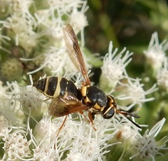 Hoplitimyia constans