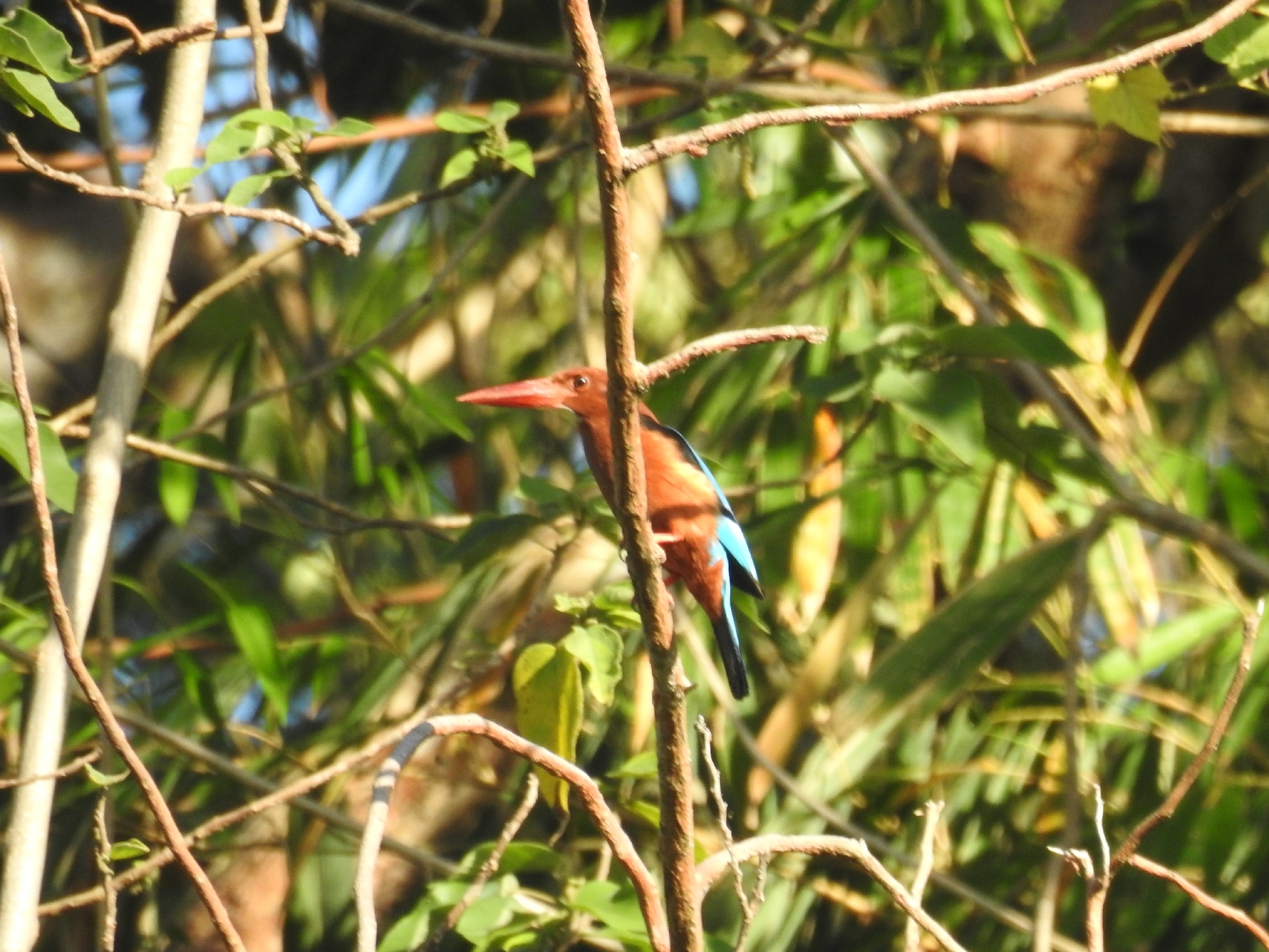 Brown-breasted Kingfisher (Halcyon gularis), photo 2