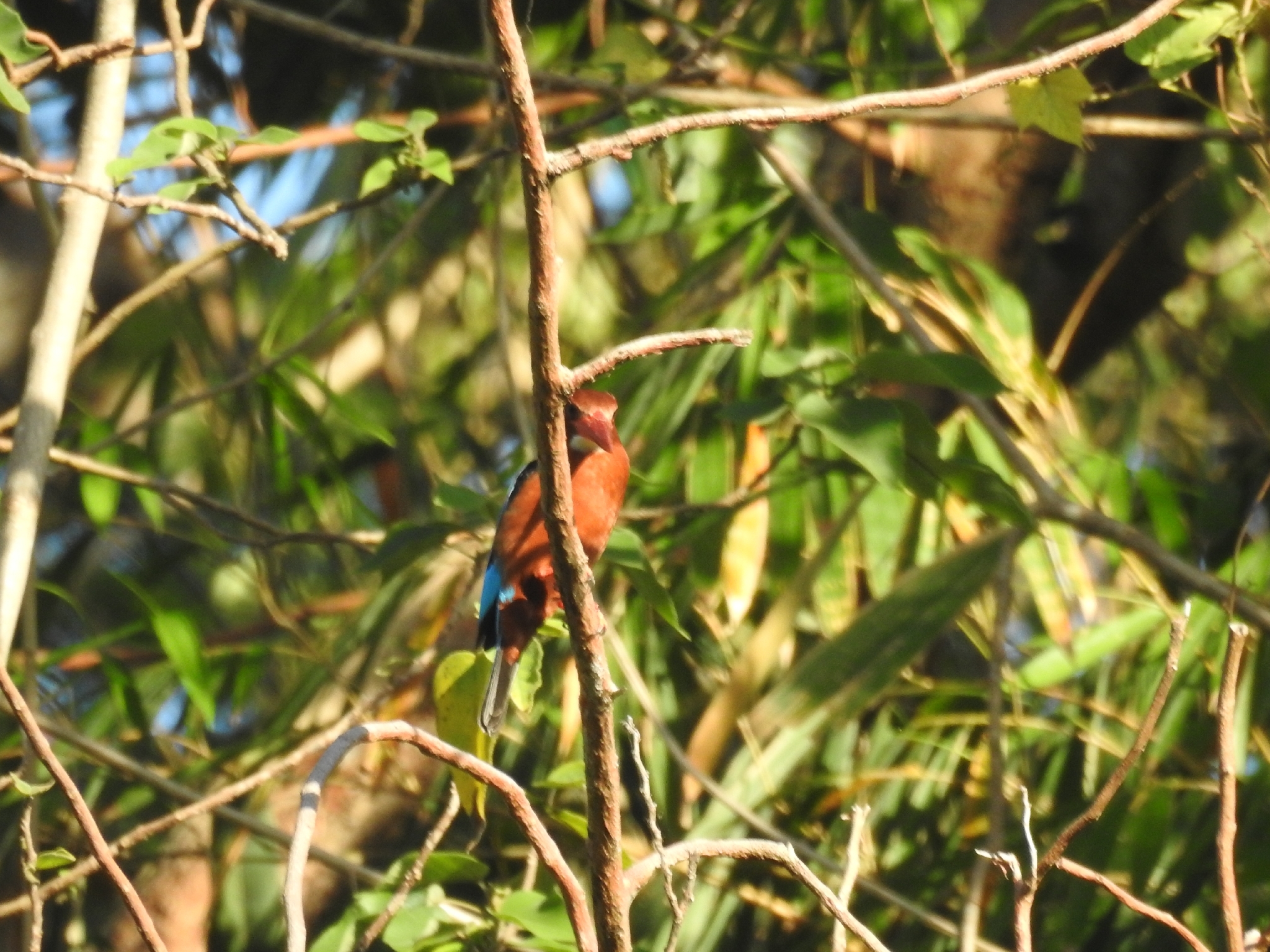 Brown-breasted Kingfisher (Halcyon gularis), photo 3