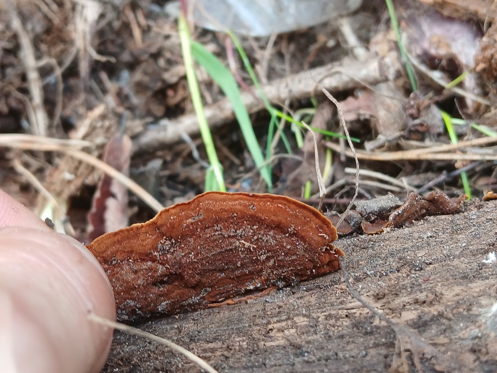 Hymenochaete rubiginosa · April 2026 · photo: © vasyliuk1 (iNaturalist, cc-by)