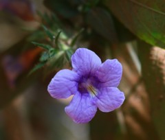 Strobilanthes integrifolius