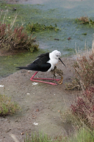 Cigüeñuela común (Himantopus himantopus)